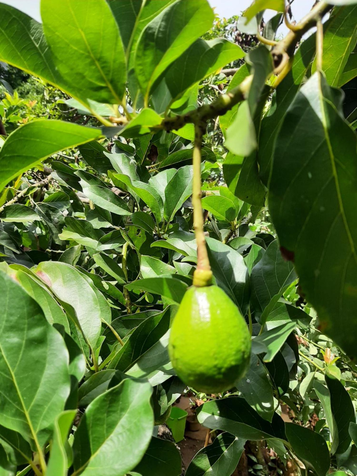 דיגאנה Victoria Views Resort Kandy מראה חיצוני תמונה