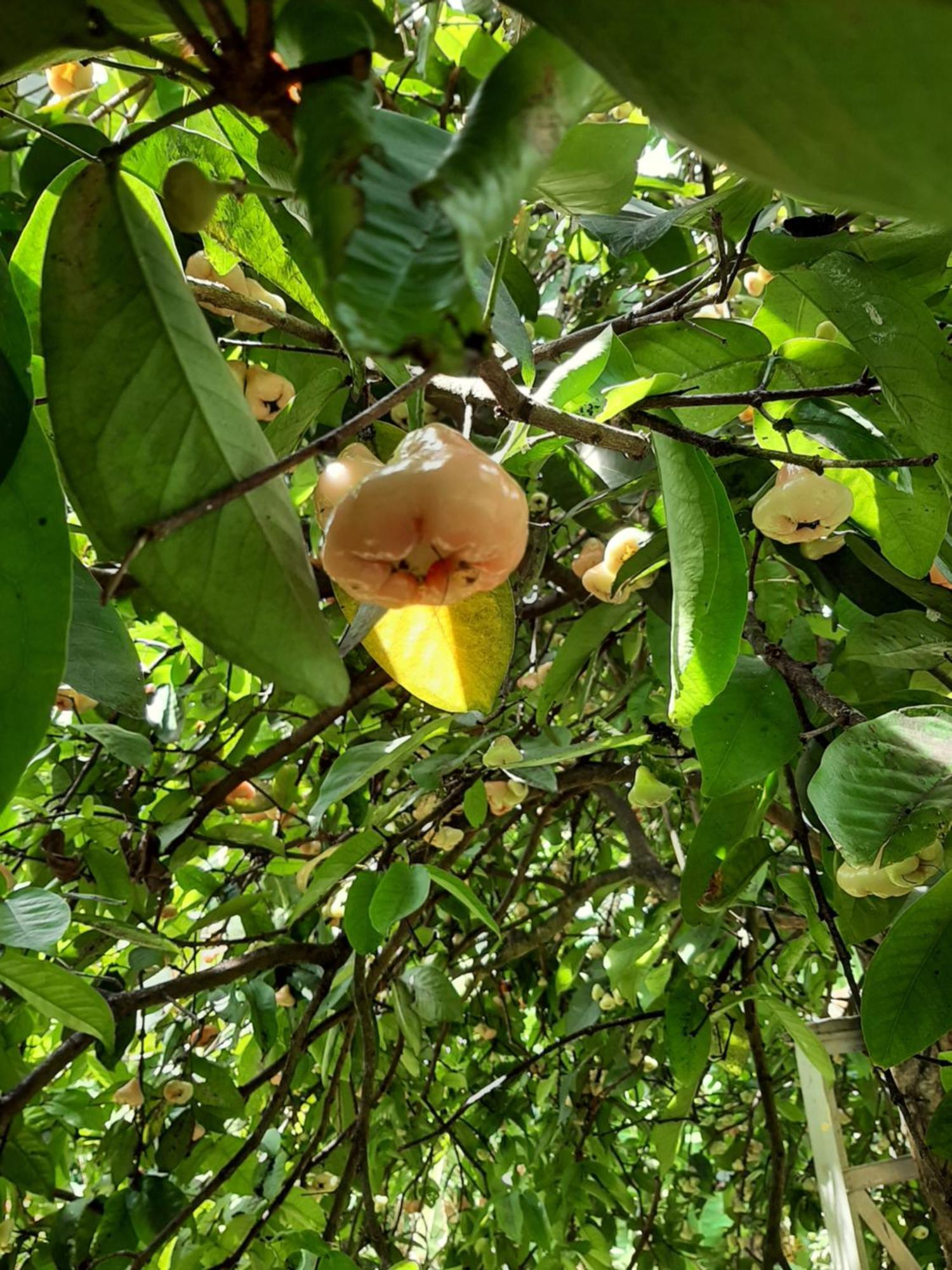 דיגאנה Victoria Views Resort Kandy מראה חיצוני תמונה